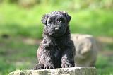 BOUVIER DES FLANDRES 443